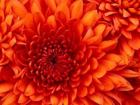 Pretty flowers
